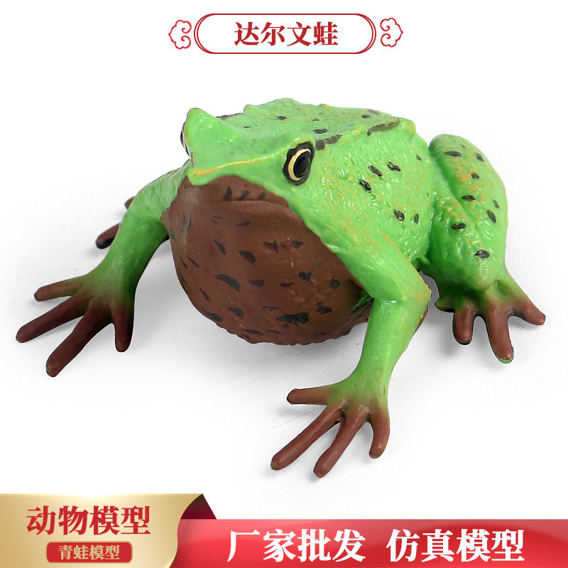速发儿童认知仿真青蛙达尔文毒蛙三角枯叶蛙蟾蜍动物模型沙盘桌面