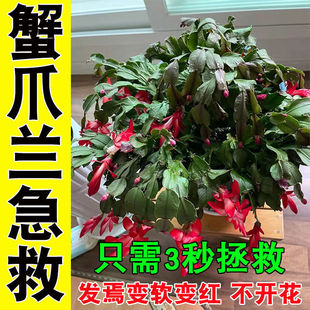 蟹爪兰专用营养液兰花肥料开花肥鲜花植物液体生根肥通Y用型免稀