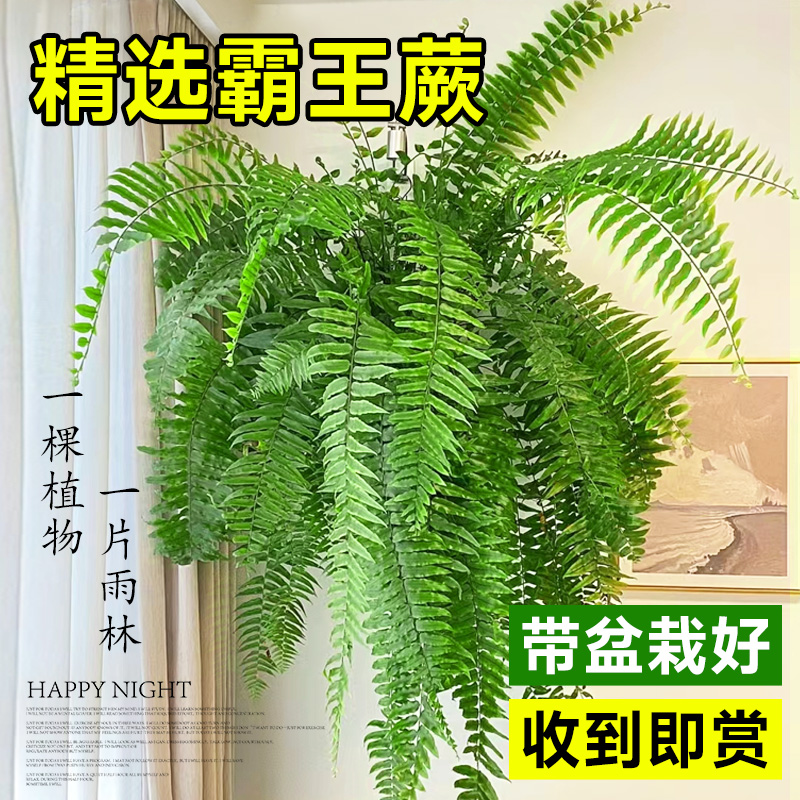 霸王蕨波士顿盆栽蕨类植物水培肾蕨桌面室内大型绿植阳台长叶垂吊