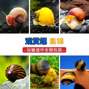 推荐 高钙观赏鱼虾水晶鳌虾饲料黑壳沉底型虾鱼粮虾料经济颗粒60g