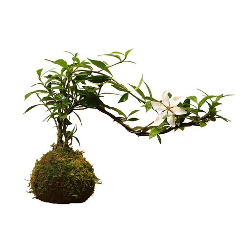 苔藓球海b岛栀子花四季开花盆景绿植水培花中式室内好养香薰办公