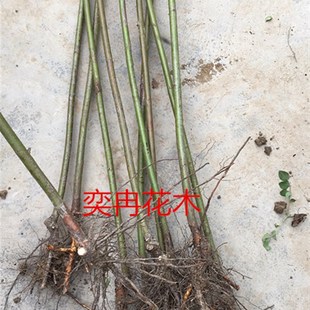 新品无刺蔷薇苗 独杆蔷薇 月季欧月玫瑰嫁接砧木 人参根 大量扦