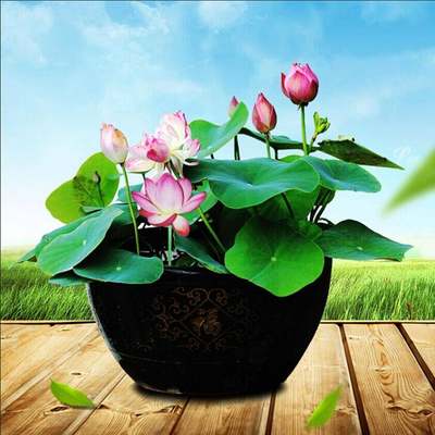 速发10 PcsBag Lotus Seeds Flower Seeds Diy Potted Plants Ind