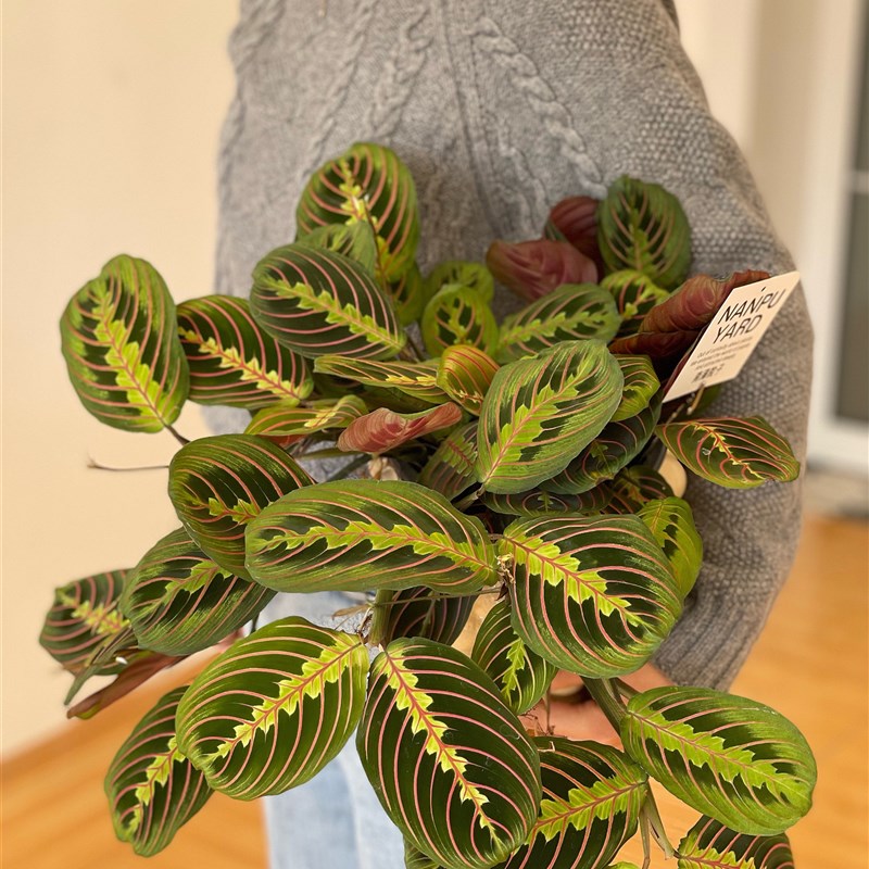 叶蝉竹芋室植内客阳台网红观叶厅耐阴绿J植蜻蜓叶红脉豹物盆栽好