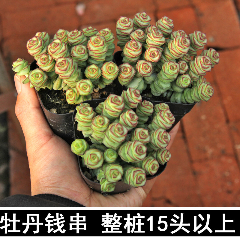 钱串多肉植物含盆含土带盆栽好整桩多头钱串串花桌v面绿植牡丹钱