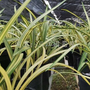 兰花苗建兰福隆中透艺金边兰花艺草艺兰客厅庭院桌面花卉绿植美观