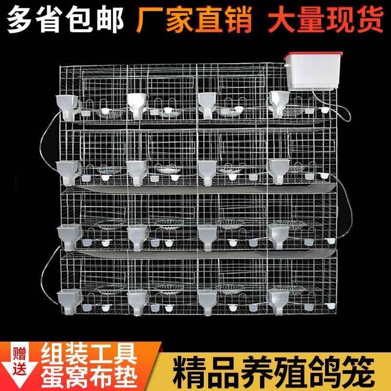 鸽子笼家用特大号新型养殖场鸽子笼鸽棚鸽舍元宝配对鸽笼