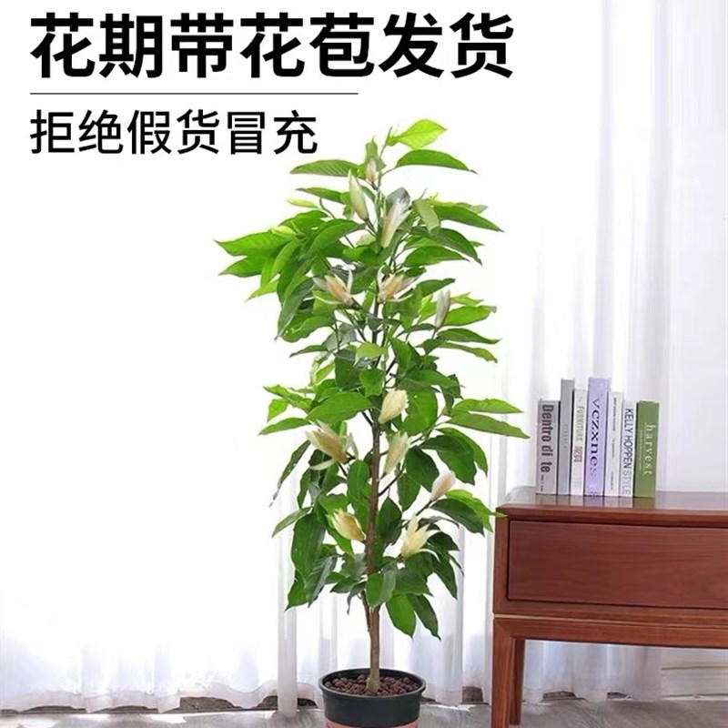 白玉兰花树苗盆栽带花苞四季开花植物室内庭院绿植黄角兰花卉