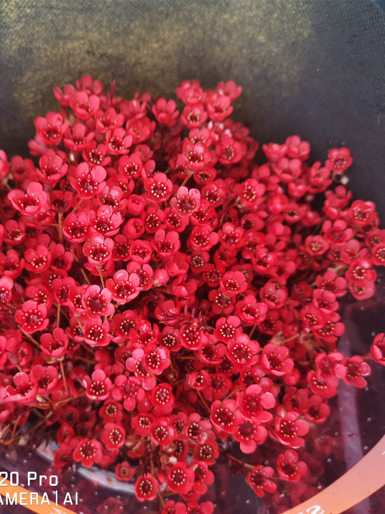 澳洲腊梅高级f感花束插瓶室内水培鲜花基地鲜花云南昆明斗南直发