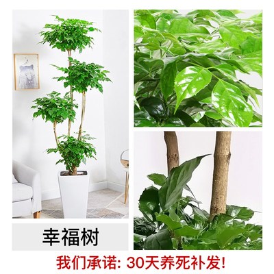 幸福树客厅盆栽大绿植室内乔迁新居除甲醛摆件高端大气上档次植物