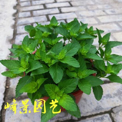 包邮留兰香薄荷盆栽幼苗可w食用新鲜大小叶邹叶浓香型四季好养植