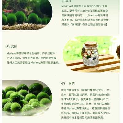 小众高货Marimo幸福海藻球微景观生态瓶水培植物迷你小布丁玻璃瓶