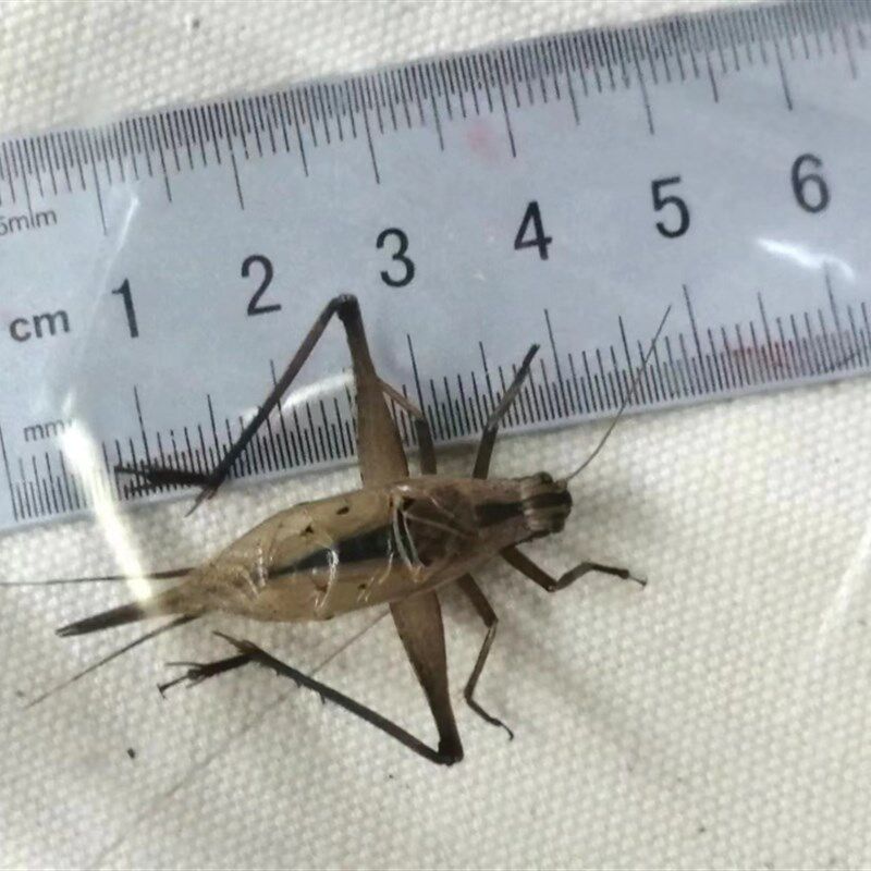 厂家罕见的口h哨蛉连口大金蟋大宝塔蛉 叫声悦耳特色鸣虫爬宠蟋蟀