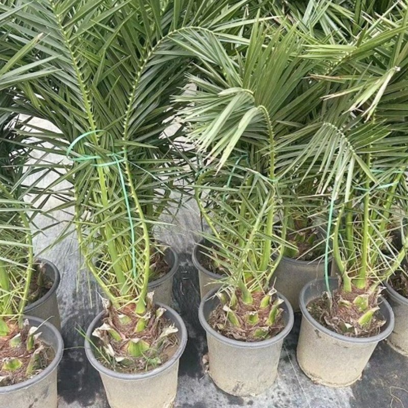 加拿利海枣树庭院户外大型绿植耐寒苗木棕榈海藻四季常青绿化风景