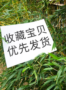 贴片牛筋补贴贴补皮鞋耐磨鞋跟垫修补鞋底鞋后跟男女胶水运动鞋