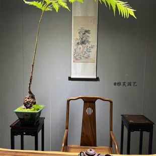 胎生狗脊蕨一叶蕨类植物老桩盆景网红蕨室内绿植造景禅意中式 盆栽
