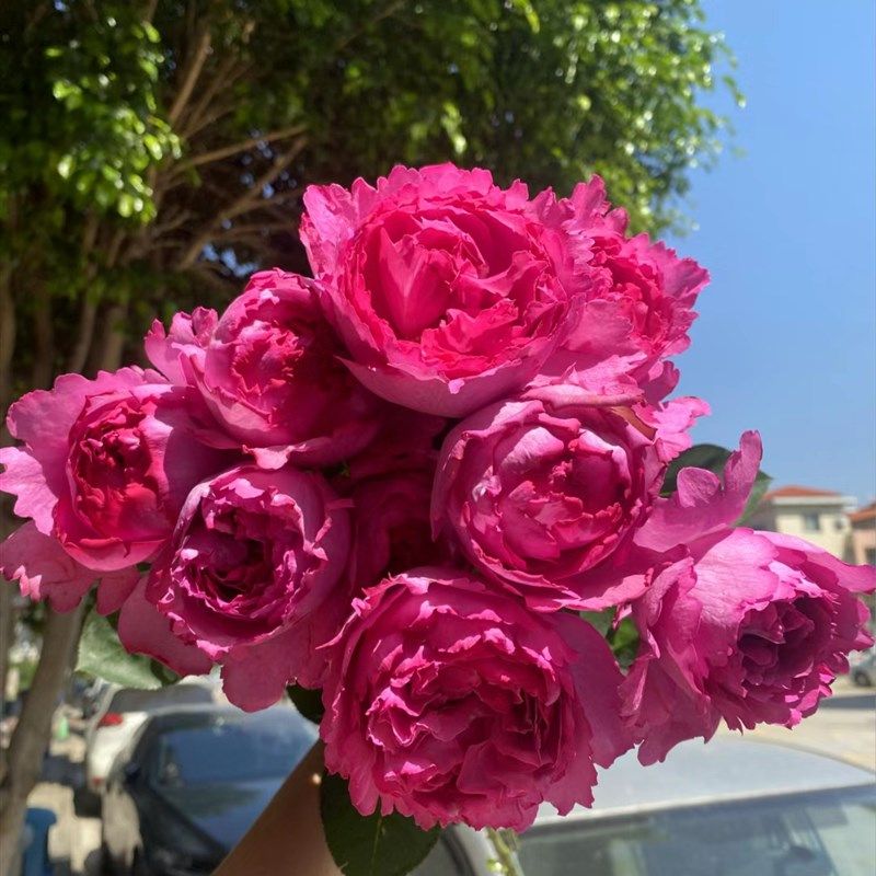 伯爵扦插灌木纯伊芙月季阳台盆栽大花玫瑰庭院地栽浓香抗病勤花,鲜花速递/花卉仿真/绿植园艺,月季/蔷薇/玫瑰,淘宝优惠券,粉丝福利购,淘宝优惠卷