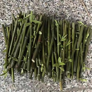 新鲜杨柳树枝柳树枝条柳树芽柳树条树叶乔迁搬新家插门插花盆饰品