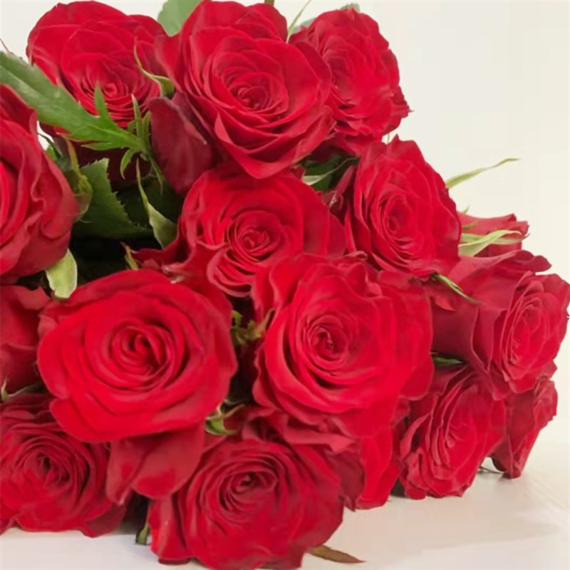 a级罗德斯红玫瑰鲜花云南昆明斗南市场基地直批直发家用圣诞水养