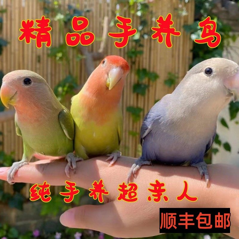 手养牡丹鹦鹉黄桃绿m桃断奶合法亲人雏鸟会说话宠物紫罗兰日本桃