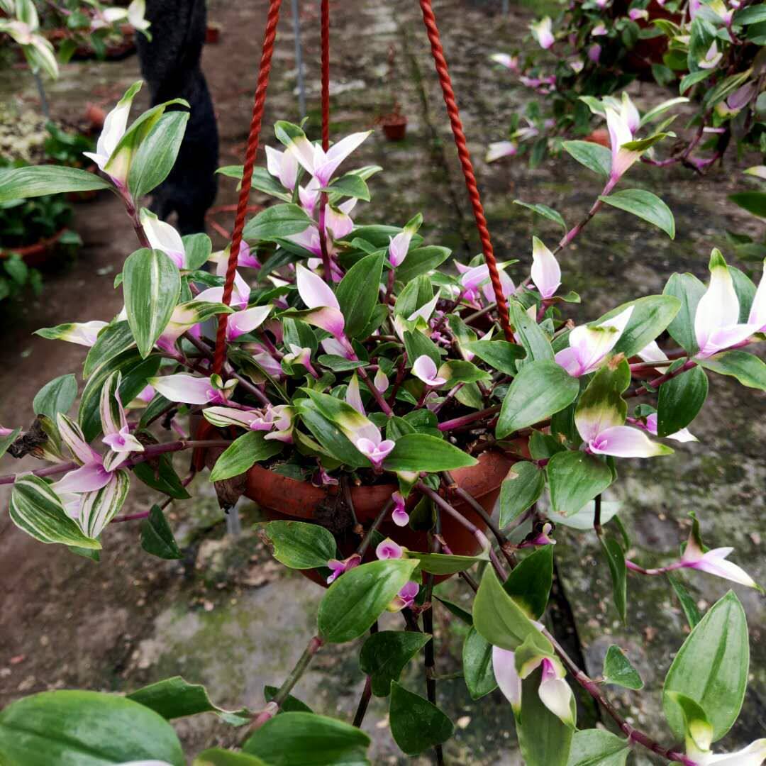 油画婚礼吊兰锦盆栽进口花卉易y养爆盆室内外网红绿植净化空气包