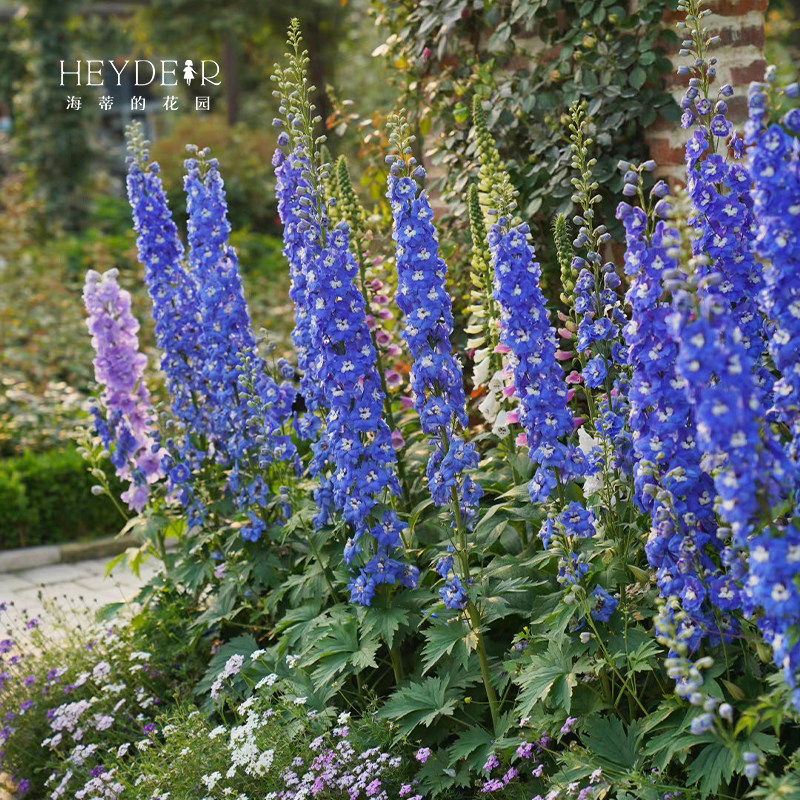 厂家大花飞燕草盆栽苗戴维火烈鸟耐寒庭院花镜地栽花卉植物