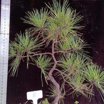 热销黄山松苗,黄山松小苗,迎客松苗,迎客松盆景