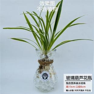 水培植物营养珠养花透明水晶泥y花盆吸水珠水泡弹珠子无土栽培花