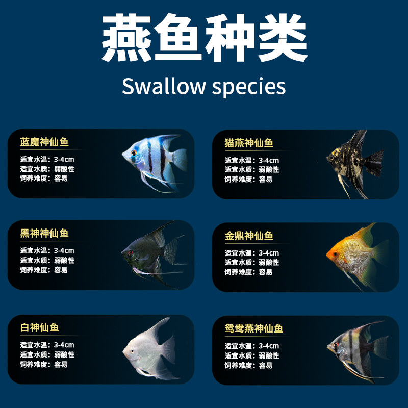 速发神仙鱼燕鱼苗观赏鱼七彩神仙热带秘鲁活鱼小型淡水好养宠物燕