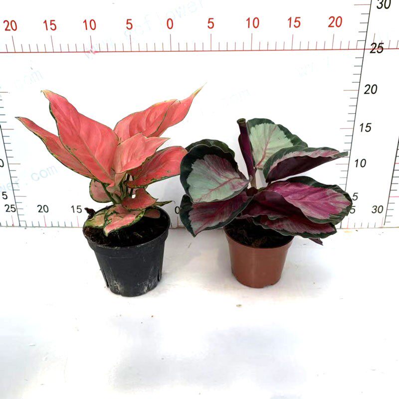 玫瑰红竹芋盆栽美丽彩叶花卉室内桌面客厅四季常青喜庆绿植吸甲醛