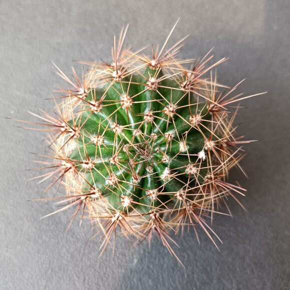 新品《红可可》彩草仙人球洛可可后代羽毛锯齿花边多肉植物好养