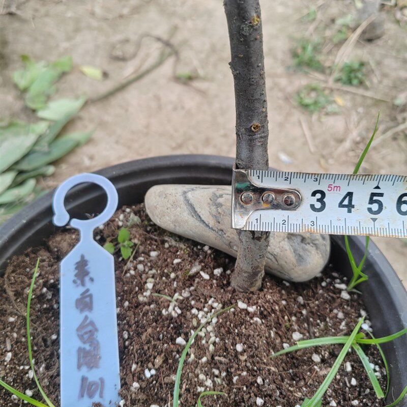 新品【湖西梅园】101原生素白台阁梅花扦插三年高杆精品一物一拍