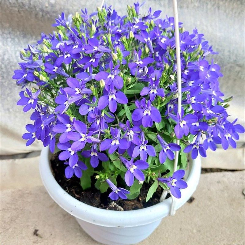 速发六倍利盆栽带花半边莲花苗室内阳台垂吊植物开花不断好养吊盆