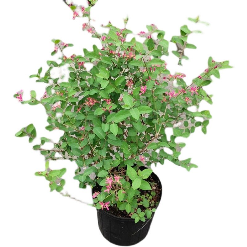 蓝叶忍冬盆栽庭院阳台绿篱灌木植物耐寒耐热玫瑰忍冬多年生带花苞