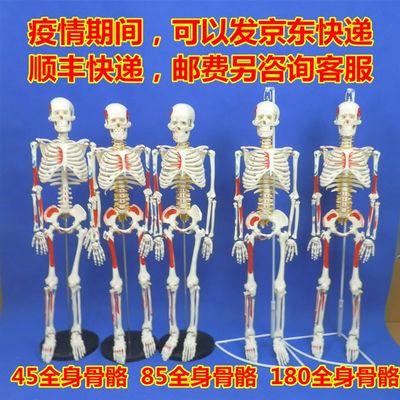 现货速发送解析图 新款85CM人体骨骼模型  85公分骨骼脊柱模型 骨