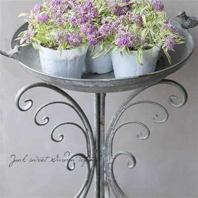 鲁庭院小花匠*花叶香雪球“可爱泡泡”无性系多年生*寄植组盆素材