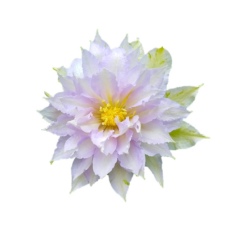 伟伟园艺 重瓣铁线莲舞王 攀援花卉株型矮小适合小空间容器栽培