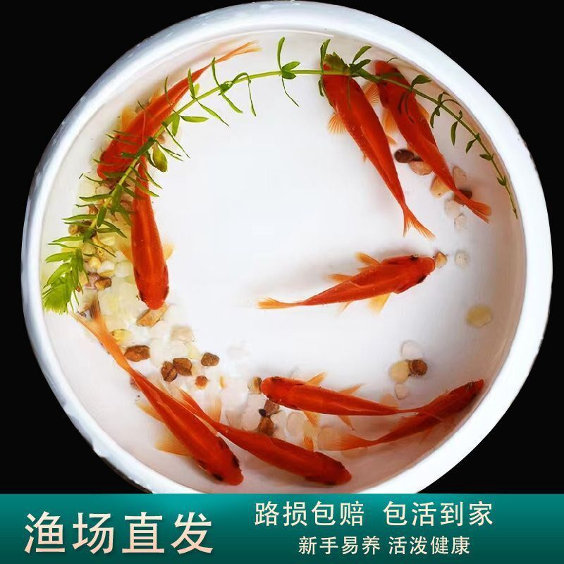 冷水鱼红草金淡水观赏鱼新手易养大中小鱼苗宠物鱼锦鲫鱼长尾