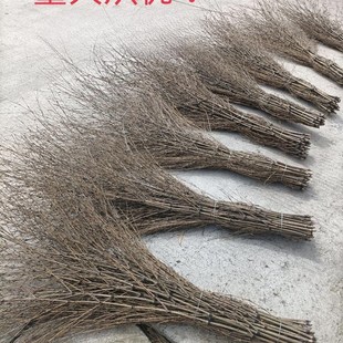 竹子大扫把环卫用金丝草铁扫帚草庭院保洁工厂棕条扫外围马路物业