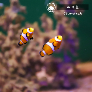 人工小丑鱼活鱼宠物桌面好养专用水母宝宝小型观赏海鱼缸混养套装