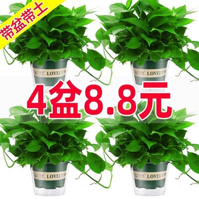 推荐绿萝盆栽室内植物花卉家用新房吸除甲醛绿植水培长藤垂吊大叶