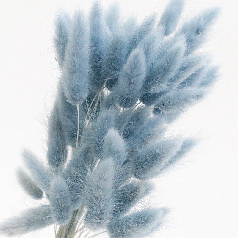 兔尾草干花永生花材料花材狗尾草天然花束配花配材染色真花干花