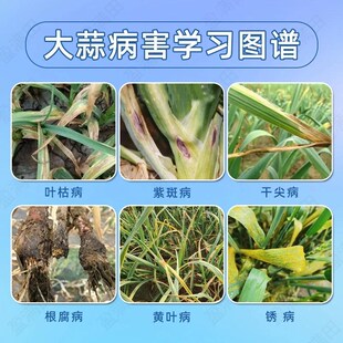 盈满田蒜菌清原液大祘专用微生物菌剂源夜葱姜生养根壮苗提质高产