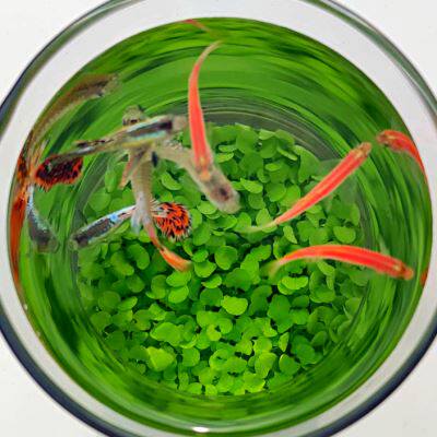 生态瓶鱼缸玻璃微景缸免换水免打理办公J桌面创意造景观鱼缸真水