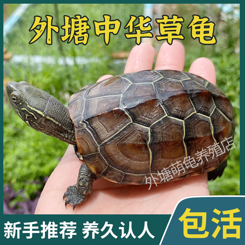 新品乌龟活物中i华草龟金线小乌龟苗外塘家养招财长寿宠物龟观赏