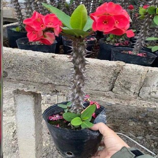 重瓣刺梅室内大花刺梅重瓣虎盆栽虎虎刺盆景大花开花四季海棠多季