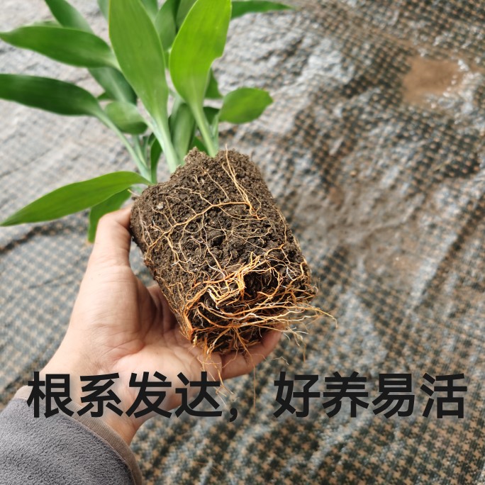 土培开运富贵竹矮小盆栽好养货活有根连盆易种好新鲜发土净化空气