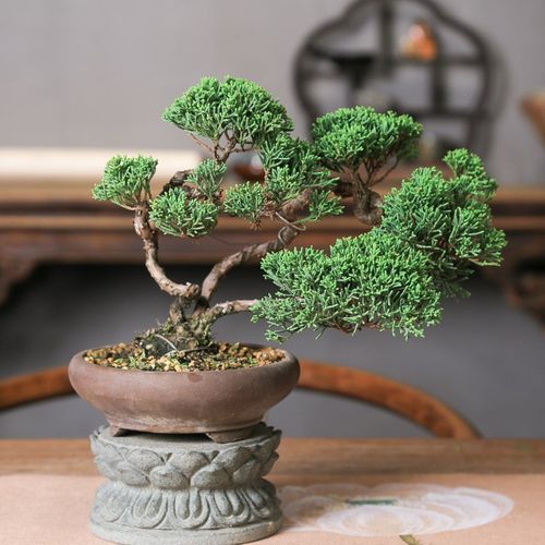 一本多杆济州真柏老桩造型盆景四季常青办公室茶室摆件耐寒好养