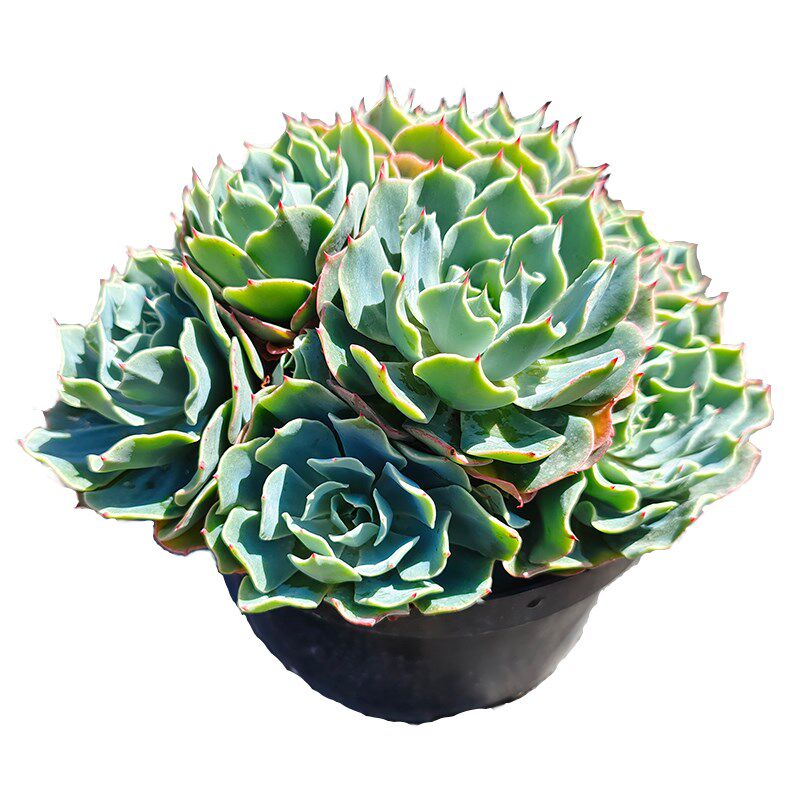 海啸水瓶座包菜系老整桩多头稀有品种露养大货橙色多肉植物基地直