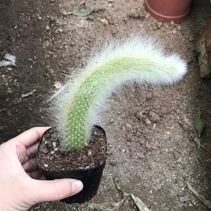 猴尾柱软毛猴尾巴仙人掌九尾狐多肉植物纯正超仙人柱长毛稀品种有